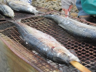 ニシン