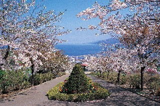 桜(手宮公園)